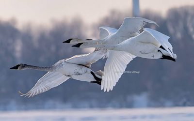 Return of the Trumpeter Swans