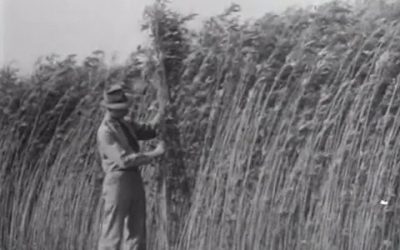 Hemp Manufacturing in WW 2