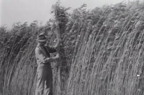 farmer checking tall hemp plants